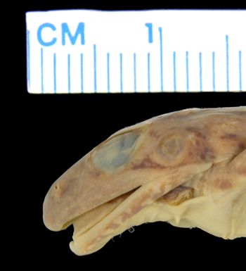 Media type: image; Herpetology A-19119